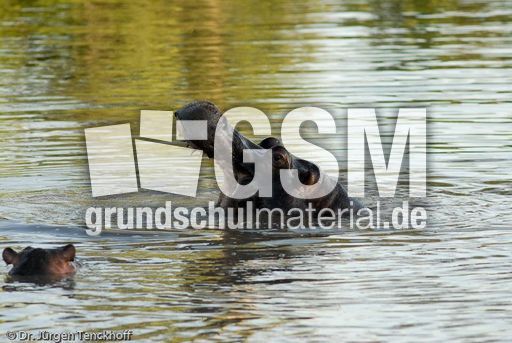 Flusspferd (29 von 104).jpg